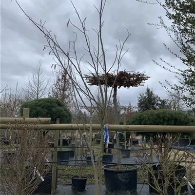 Solitär VP24-8006 2257 - Seidenbaum - Albizia julibrissin - Collection