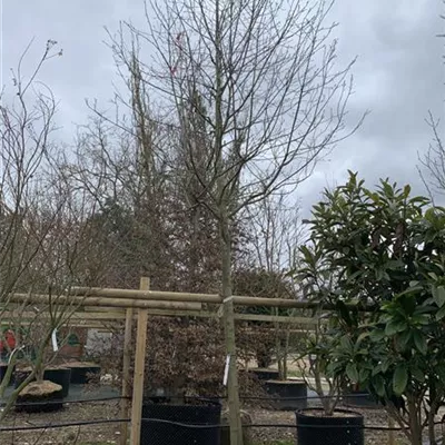 Hochstamm 25-30 24-1262 2529 - Felsenbirne 'Robin Hill' - Amelanchier arborea 'Robin Hill' - Collection