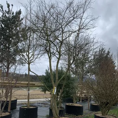 Schirmform 200 - 300 x 350 - 400 3300 - Kupfer-Felsenbirne - Amelanchier lamarckii - Collection