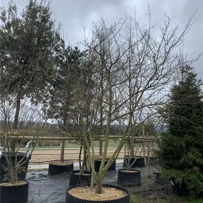 Schirmform 200 - 300 x 300 - 350, Nr. 22.61A 2950 - Kupfer-Felsenbirne - Amelanchier lamarckii - Collection