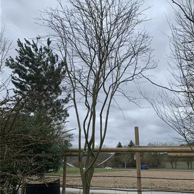 Schirmform HP23-754 2600 - Kupfer-Felsenbirne - Amelanchier lamarckii - Collection