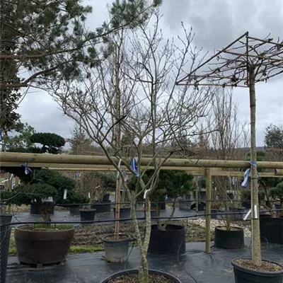 Schirmform 25-072 1431 - Kupfer-Felsenbirne - Amelanchier lamarckii - Collection
