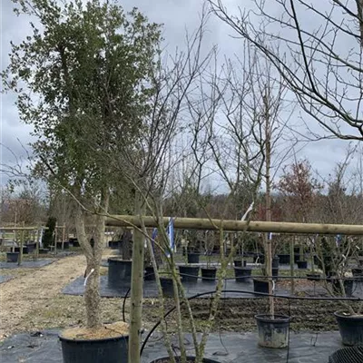 Schirmform 25-137 1431 - Kupfer-Felsenbirne - Amelanchier lamarckii - Collection