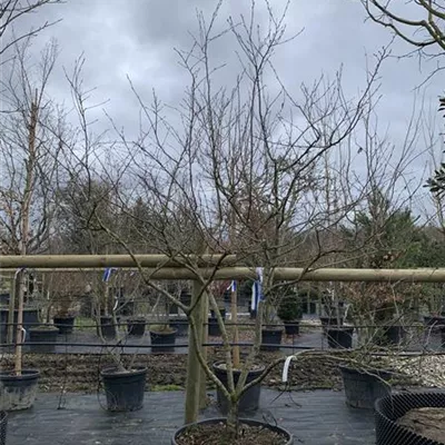 Schirmform 25-134 1431 - Kupfer-Felsenbirne - Amelanchier lamarckii - Collection
