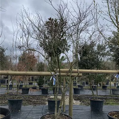 Schirmform 25-133 1431 - Kupfer-Felsenbirne - Amelanchier lamarckii - Collection