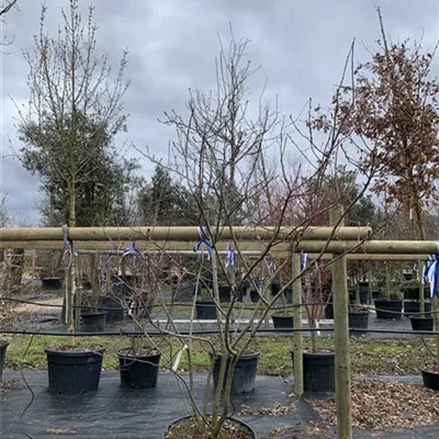 Schirmform VK24-018 1450 - Kupfer-Felsenbirne - Amelanchier lamarckii - Collection