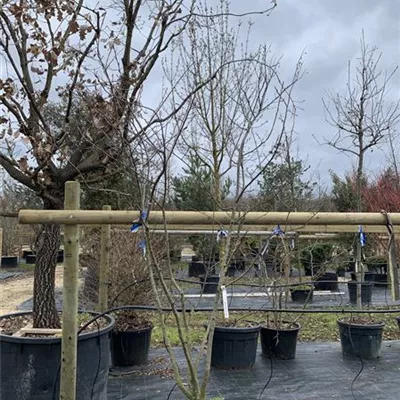 Schirmform VK24-017 1450 - Kupfer-Felsenbirne - Amelanchier lamarckii - Collection