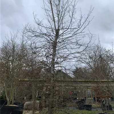 Spalier 350 hoch, 150 breit HP24-223 1800 - Hainbuche,Weißbuche - Carpinus betulus - Collection