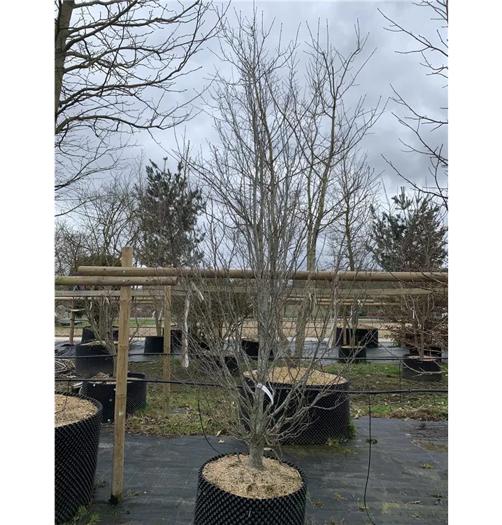 Säulen-Hainbuche 'Monument' - Carpinus betulus 'Monument' - Collection