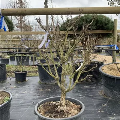 Solitär 24/25-E24 890 - Weißdorn 'Compacta' - Crataegus monogyna 'Compacta' - Collection