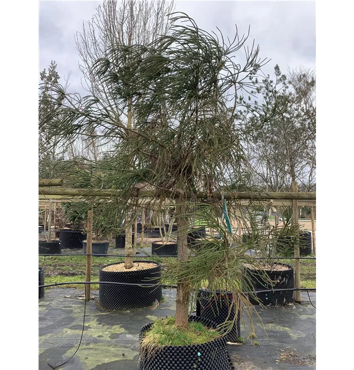 Sicheltanne 'Araucarioides' - Cryptomeria japonica 'Araucarioides' - Collection