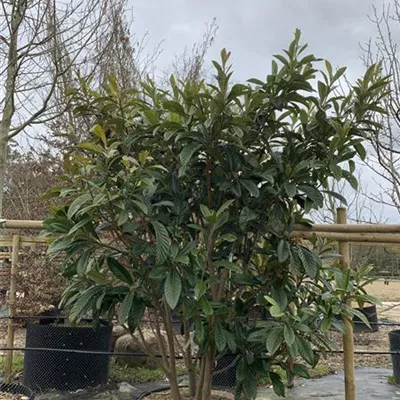 Solitär 25-037 1550 - Wollmispel - Eriobotrya japonica - Collection