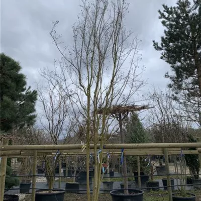 Schirmform 350-400 - Chinesische Kräuselmyrte - Lagerstroemia indica - Collection
