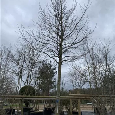 Hochstamm 40-45 23-82D 5250 - Amerikanischer Amberbaum - Liquidambar styraciflua - Collection