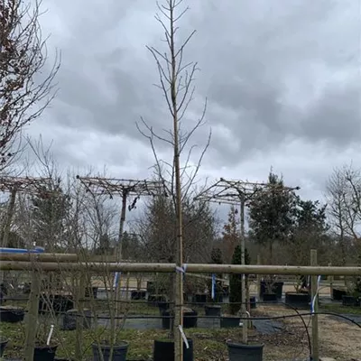 Hochstamm GO2024-040 1097 - Amerikanischer Amberbaum - Liquidambar styraciflua - Collection