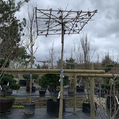 Hochstamm dachform 25-073 - Amerikanischer Amberbaum - Liquidambar styraciflua - Collection