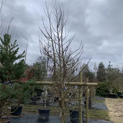 Solitär / EXC VP24-8050 1250 - Amerikanischer Amberbaum - Liquidambar styraciflua - Collection