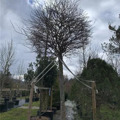 Hochstamm 35-40 23/24-9E 3750 - Amberbaum 'Gumball' - Liquidambar styraciflua 'Gumball' - Collection