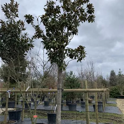 Hochstamm 30-35 HP24-29 3800 - Baum-Magnolie 'Galissonniere' - Magnolia grandiflora 'Galissonniere' - Collection