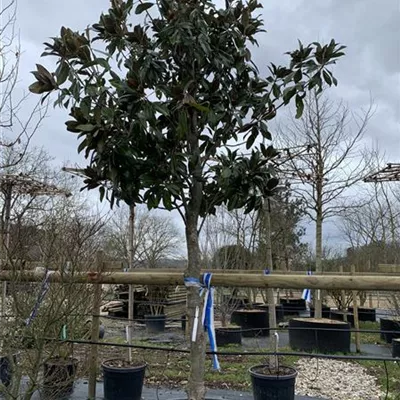 Hochstamm GO24-44 3000 - Baum-Magnolie 'Galissonniere' - Magnolia grandiflora 'Galissonniere' - Collection