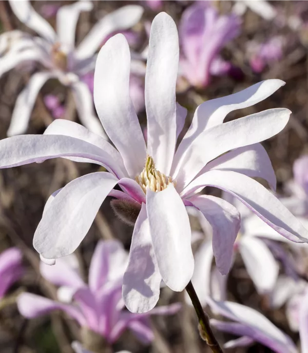 Magnolia liliiflora - Collection