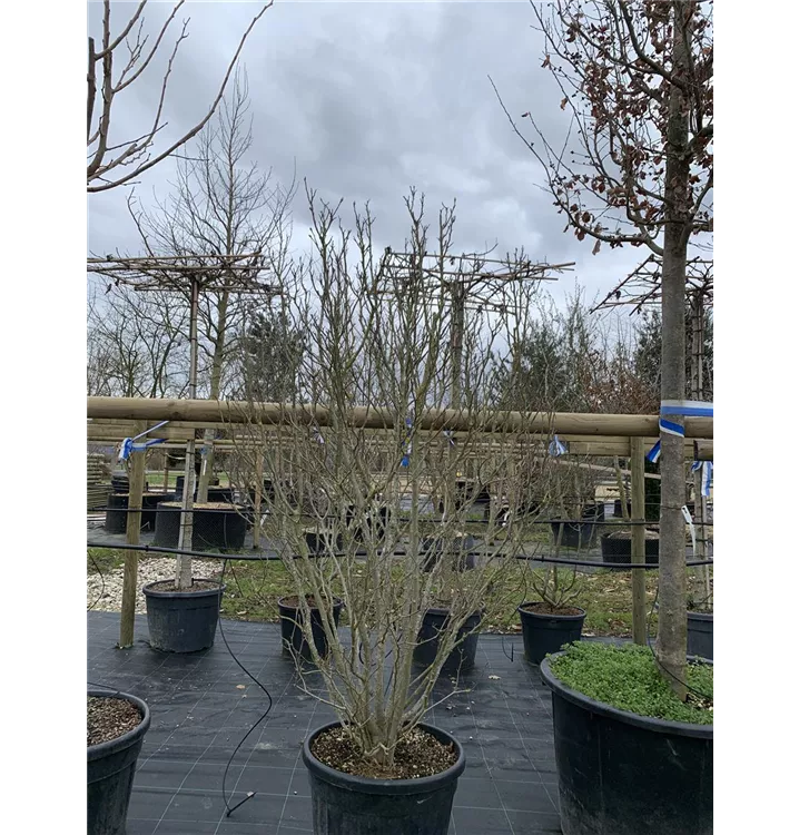 Purpurmagnolie - Magnolia liliiflora - Collection