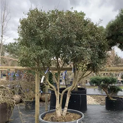 Schirmform VP24-8031 2481 - Burkwoods Duftblüte - Osmanthus burkwoodii - Collection