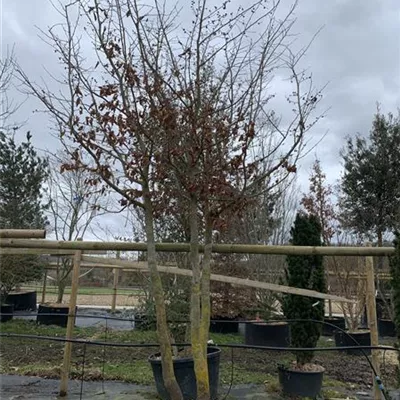 Schirmform - Eisenbaum - Parrotia persica - Collection
