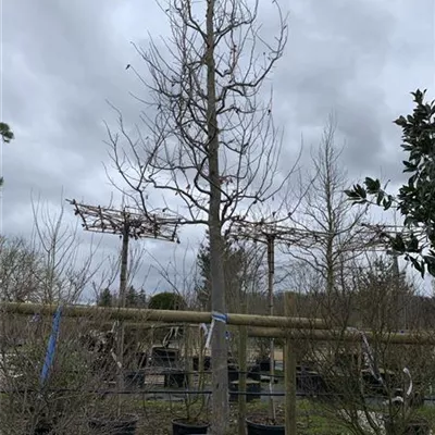 Hochstamm GO2024-017 3641 - Eisenbaum - Parrotia persica - Collection