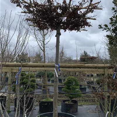 Hochstamm dachform GO24-015 2529 - Eisenbaum - Parrotia persica - Collection