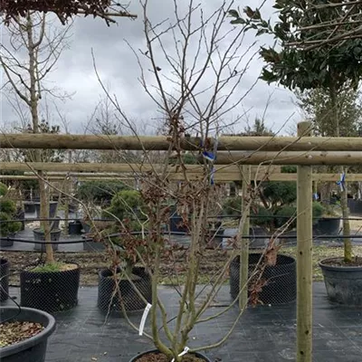 Schirmform VK24-036 1275 - Eisenbaum 'Bella' - Parrotia persica 'Bella' - Collection