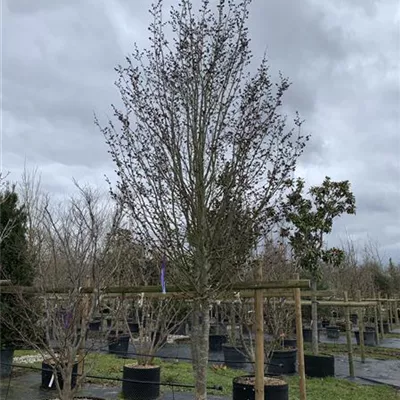 Schirmform 400-450 254-1298 3400 - Eisenbaum 'Vanessa' - Parrotia persica 'Vanessa' - Collection