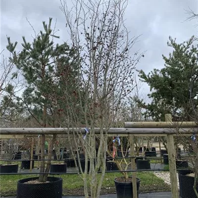 Schirmform 24/25-37 2805 - Eisenbaum 'Vanessa' - Parrotia persica 'Vanessa' - Collection