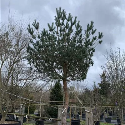 Charakterbaum 40-45 23-74D 6300 - Kiefer - Pinus sylvestris - Collection