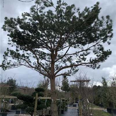 Charakterbaum 24/25-43A 1650 - Kiefer - Pinus sylvestris - Collection