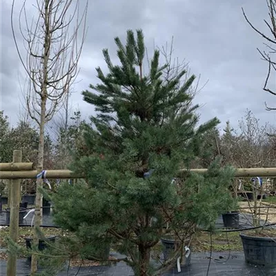 Solitär 25-121 2800 - Kiefer - Pinus sylvestris - Collection