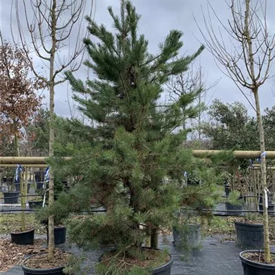 Solitär 25-125 2800 - Kiefer - Pinus sylvestris - Collection