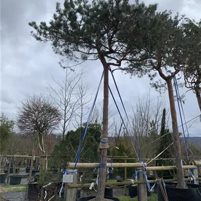 Hochstamm 24-8080 5400 - Wald-Kiefer 'Glauca' - Pinus sylvestris 'Glauca' - Collection