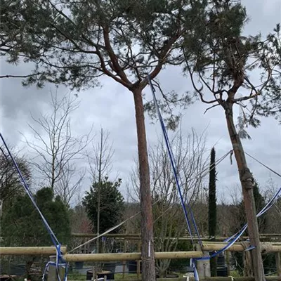 Hochstamm 25-143 5400 - Wald-Kiefer 'Glauca' - Pinus sylvestris 'Glauca' - Collection