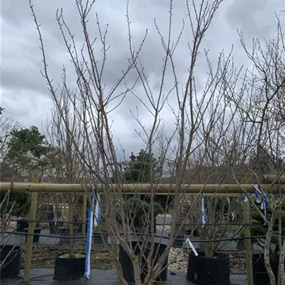 Solitär 25-074 - Japan.Nelkenkirsche 'Kanzan' - Prunus serrulata 'Kanzan' - Collection