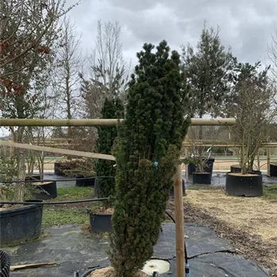 Solitär 25-405839 - Säuleneibe - Taxus baccata 'Fastigiata' - Collection