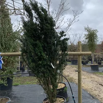 Solitär 309.60 799 - Säuleneibe - Taxus baccata 'Fastigiata' - Collection