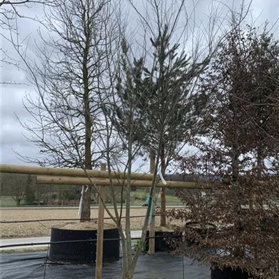 Schirmform 25-095 1450 - Japanische Zelkove - Zelkova serrata - Collection