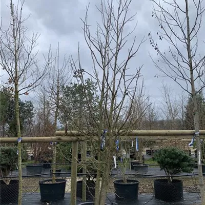 Solitär / EXC VP24-8051 1250 - Amerikanischer Amberbaum - Liquidambar styraciflua - Collection