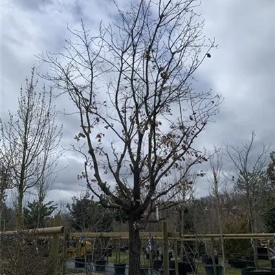Solitär 450-500 VP24-8054 3650 - Flaumeiche - Quercus pubescens - Collection