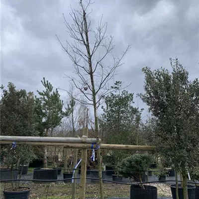 Hochstamm 24/25-C44 860 - Stieleiche - Quercus robur - Collection