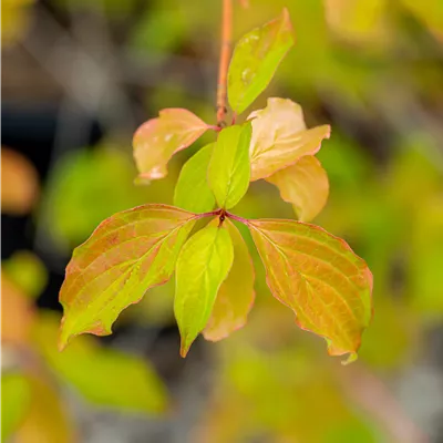 im Container 70 - 80cm - Roter Hartriegel 'Winter Beauty' - Cornus sanguinea 'Winter Beauty'