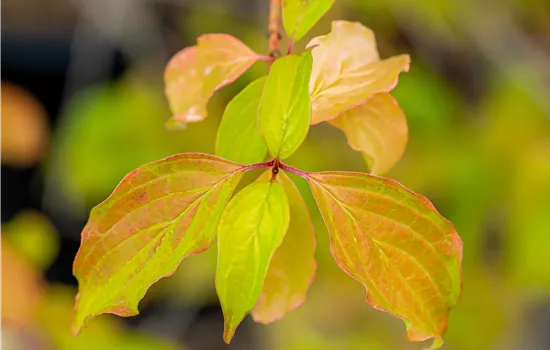 Cornus sanguinea 'Winter Beauty'