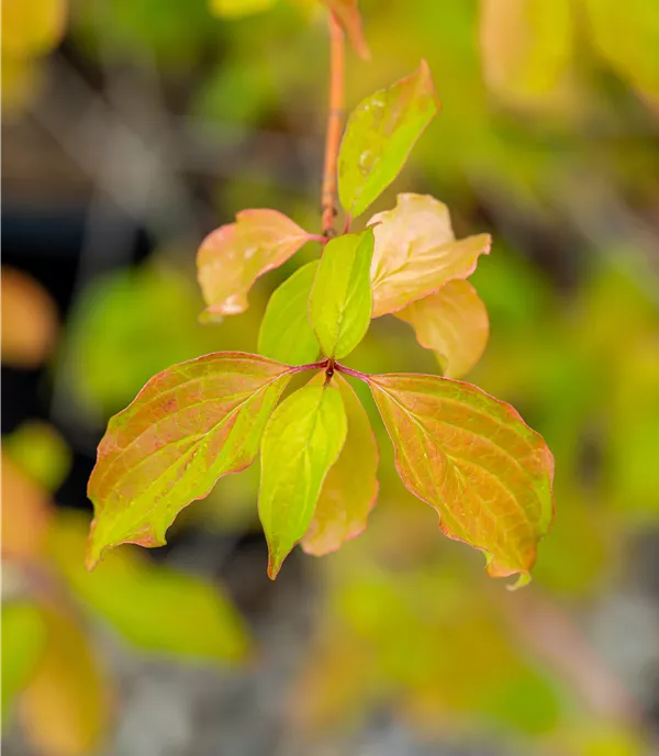 Cornus sanguinea 'Winter Beauty'