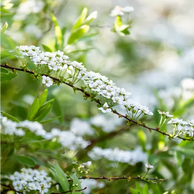 im Container 40 - 50cm - Braut-Spierstrauch - Spiraea x arguta